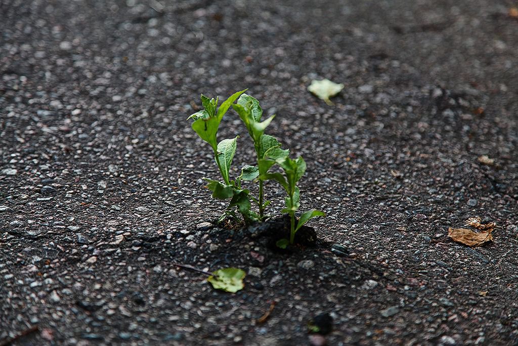altbergbau graengesberg gruvor field