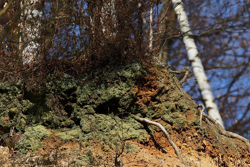 dolomitgrube grube cox in bergisch gladbach 17