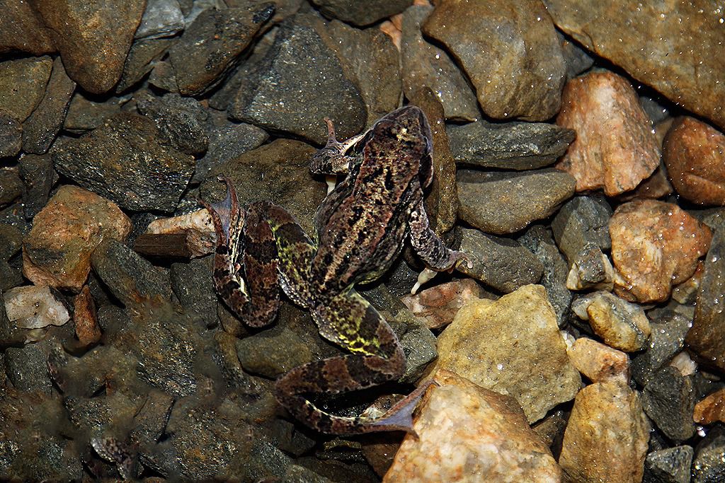lekombergs gruva i bergslagen