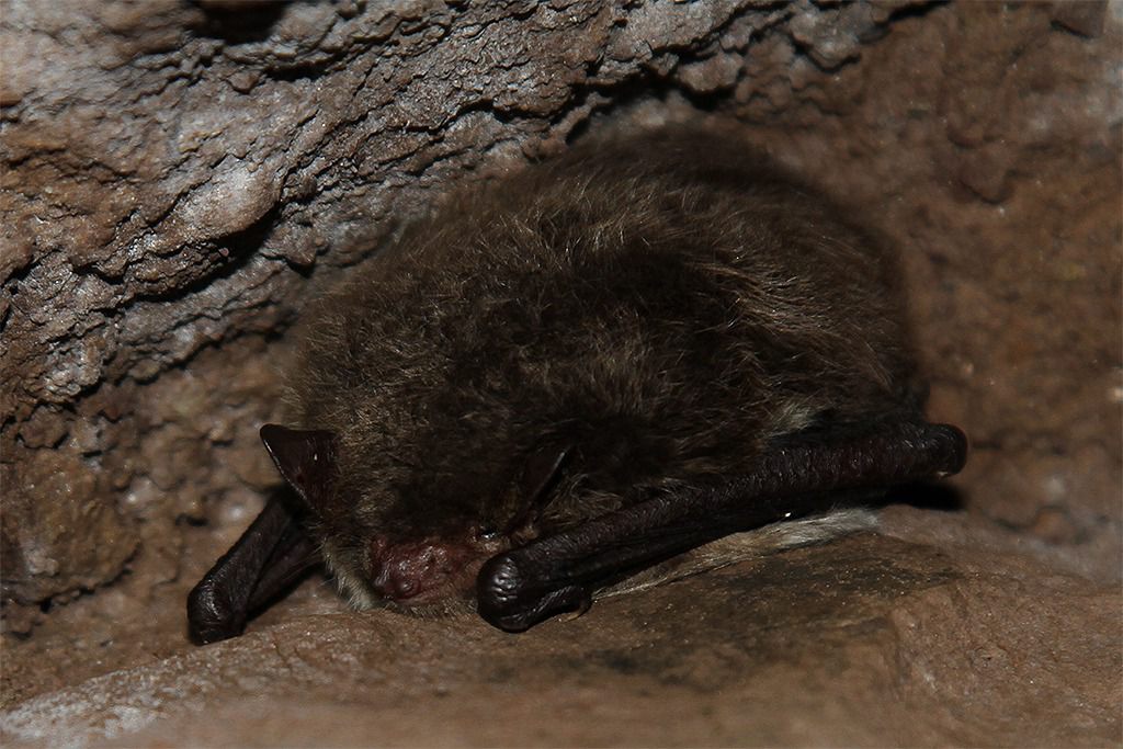 fledermaus beim schlafen teleobjektiv aufnahme