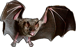 Fledermaus