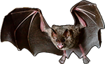 Fledermaus