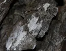 tilas stoll hoegbergsfaeltet
