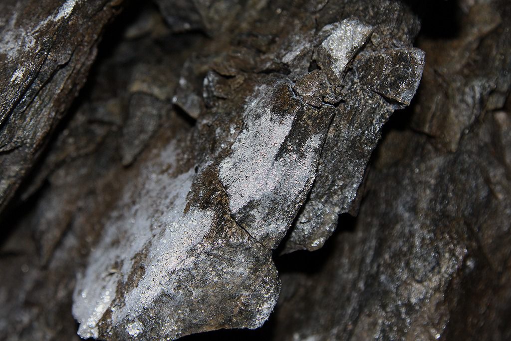 tilas stoll hoegbergsfaeltet