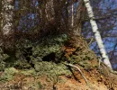 dolomitgrube grube cox in bergisch gladbach 17