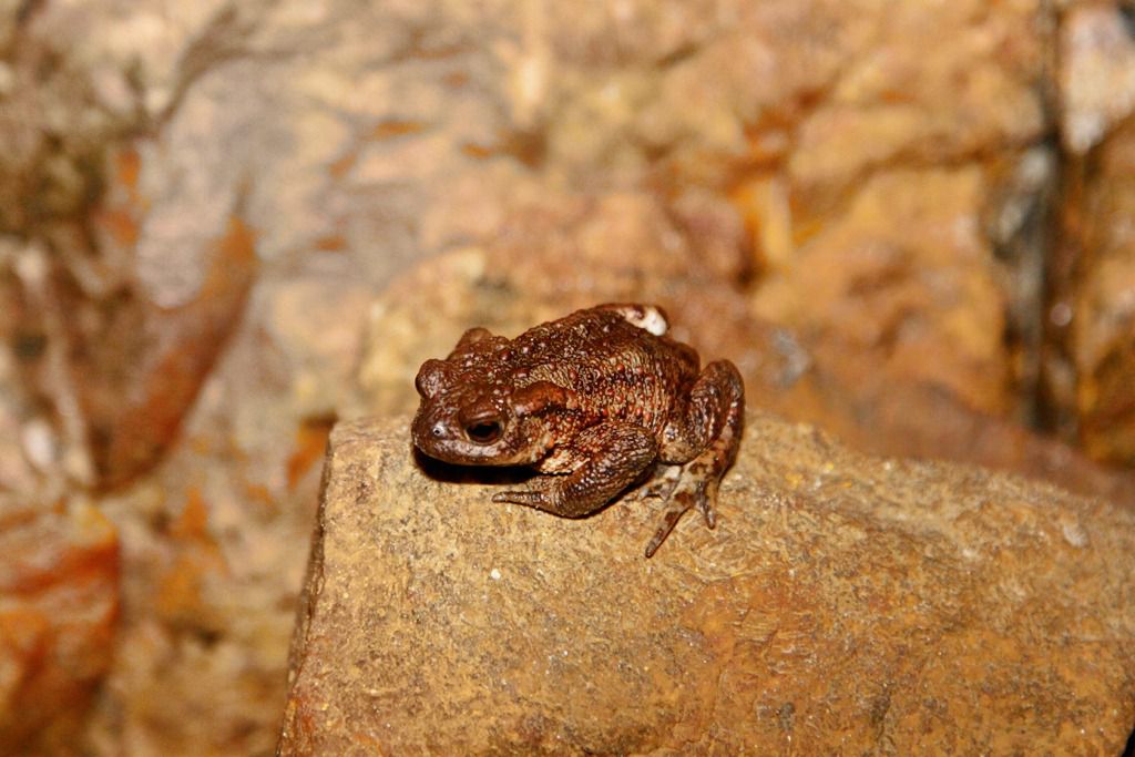 lekombergs gruva i bergslagen