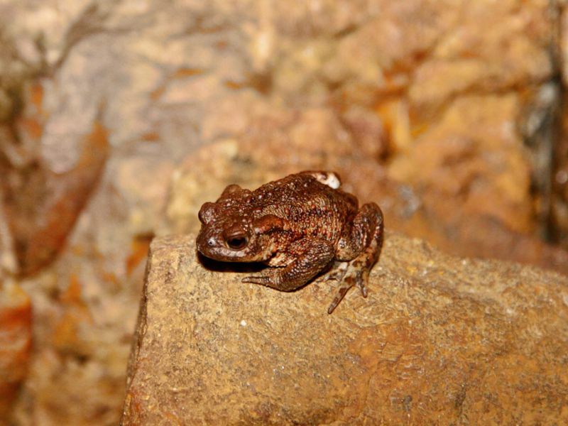 lekombergs gruva i bergslagen