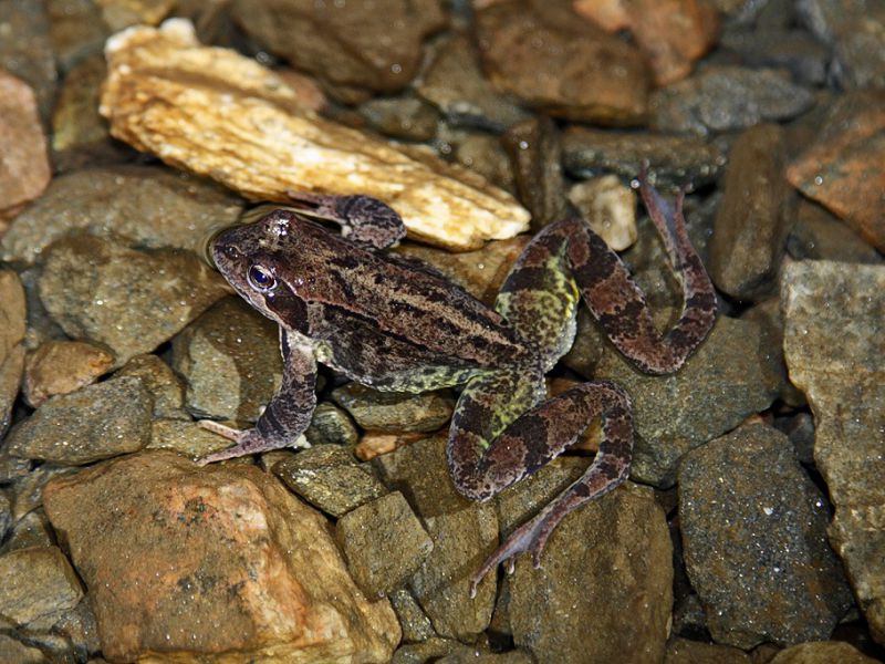 lekombergs gruva i bergslagen