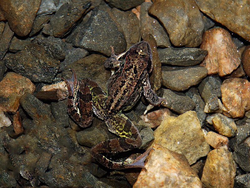 lekombergs gruva i bergslagen