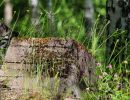 lekombergs gruva i bergslagen