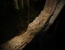mossgruvan