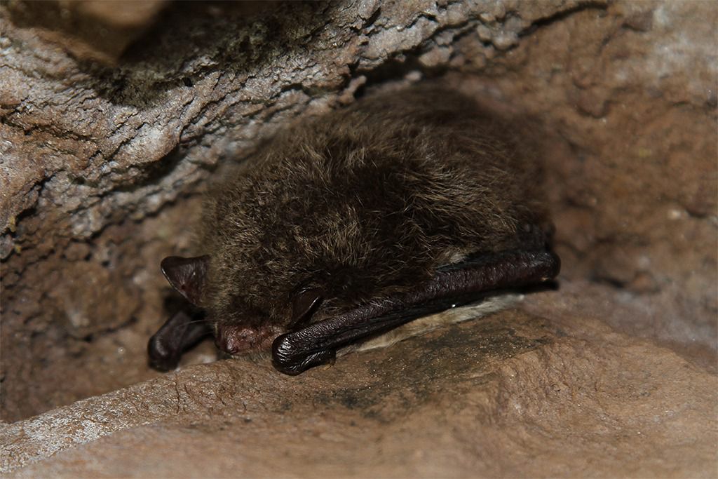 fledermaus beim schlafen