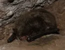 fledermaus beim schlafen teleobjektiv aufnahme