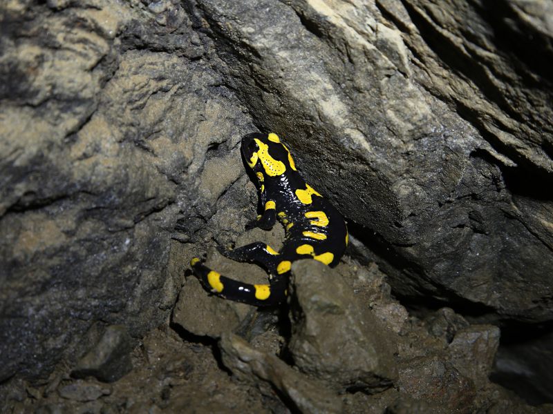 grube st anna am freudenstein foto20