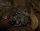 staellbergs gruva 1950 europas tiefstes bergwerk