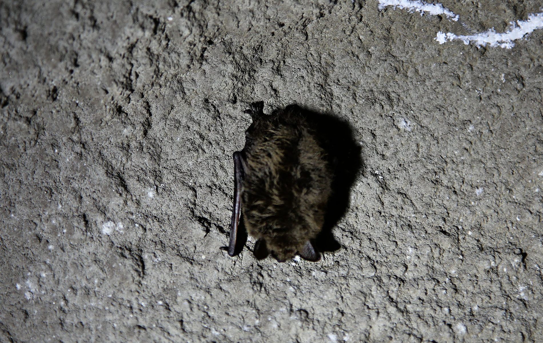 u verlagerung eisvogel