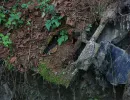 u verlagerung ricke