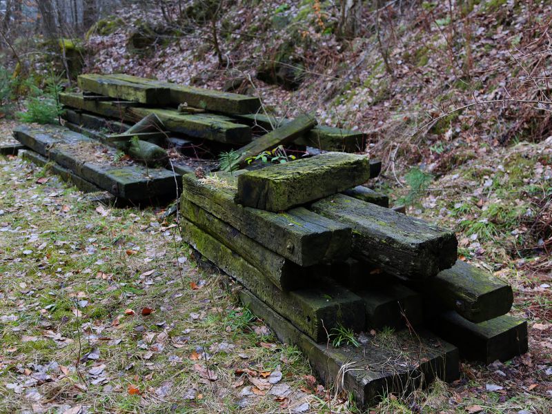 projekt orion u verlagerung riesenrose foto