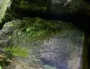 projekt orion u verlagerung riesenrose foto