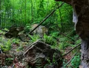 projekt orion u verlagerung riesenrose foto