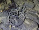 u verlagerung rogenstein projekt dachs vii