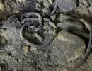 u verlagerung rogenstein projekt dachs vii