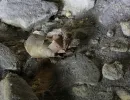 u verlagerung rogenstein projekt dachs vii