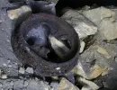 u verlagerung rogenstein projekt dachs vii