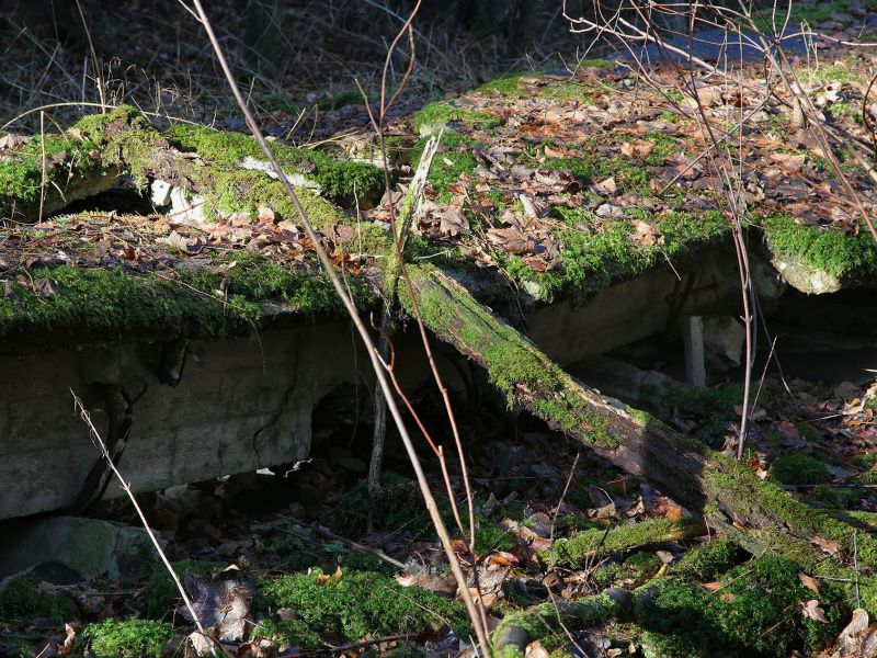 u verlagerung schlammpeitzger foto