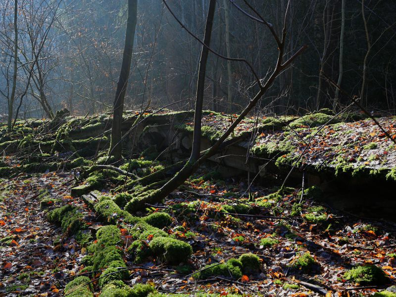 u verlagerung schlammpeitzger foto