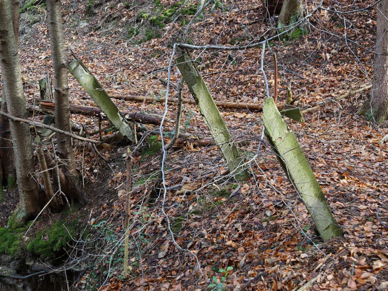 u verlagerung schlammpeitzger foto