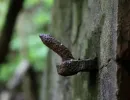u verlagerung zander foto 21