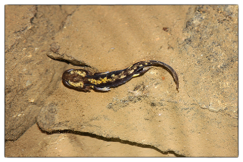 Feuersalamander Kleiner, sich entwickelnder, Feuersalamander