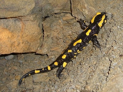 Feuersalamander im Westwallbunker